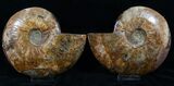 Large Split Ammonite Pair - Agatized #13632-3